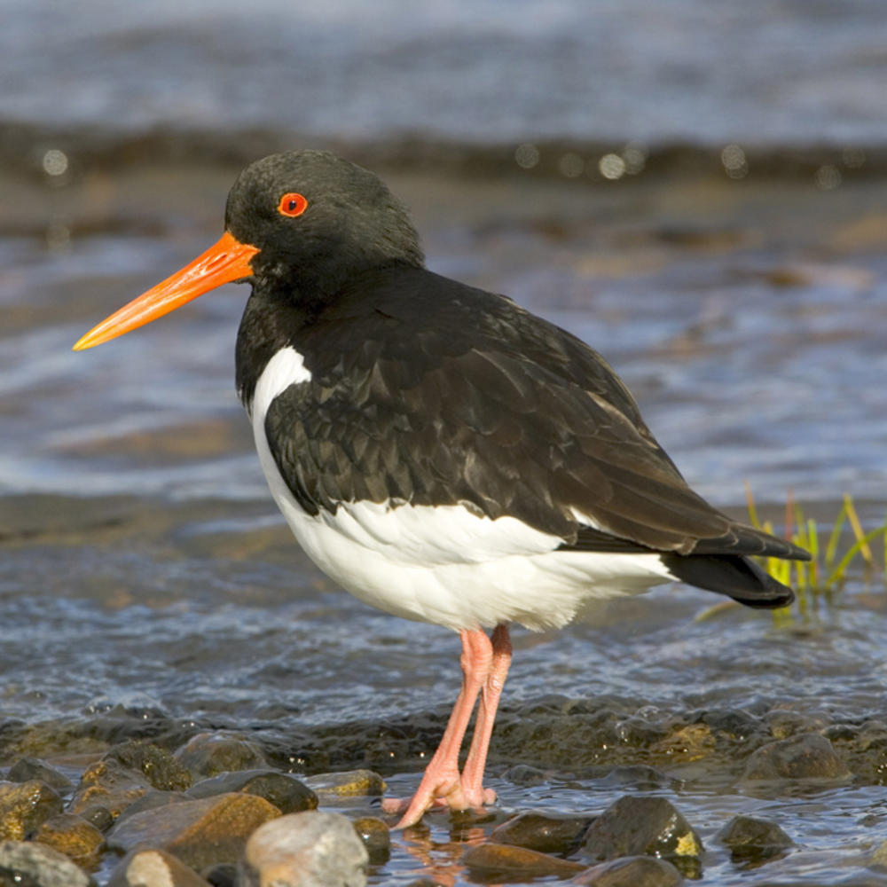 British Birds Oystercatcher Sound Greeting Card Call Of The Wild